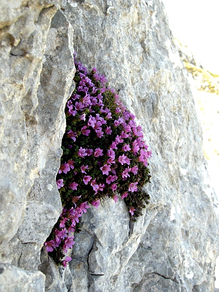 Saxifraga oppositifolia subsp. oppositifolia/ Sassifraga a foglie opposte